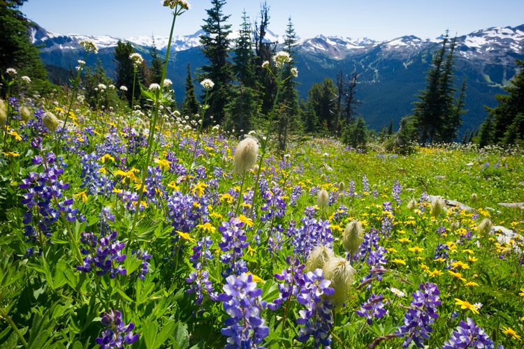 Top Whistler Neighbourhoods for Airbnb -Alpine-Meadows