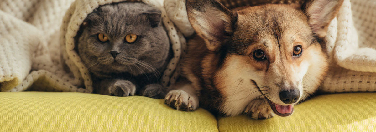 Best Pet-Friendly Airbnb in the Vancouver Metro Area