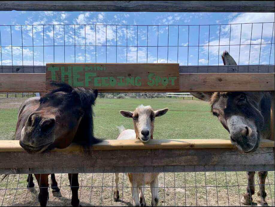 Serenity Mini Farm Retreat with Amazing View
