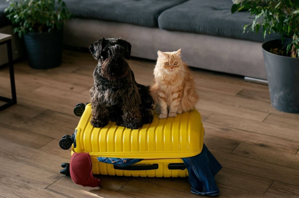 Where Comfort Animals Fit Into the Picture
