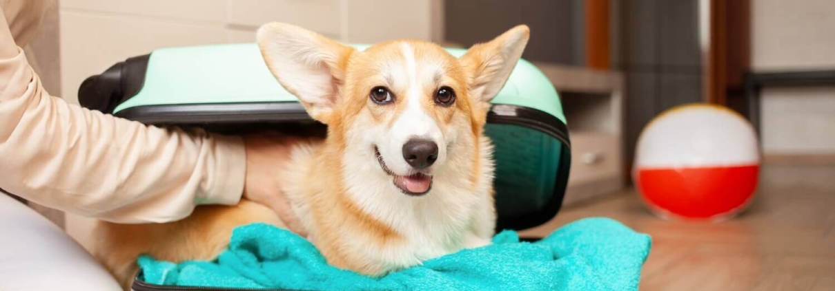Airbnb Service Animal Policy
