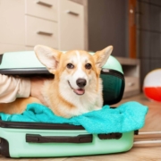 Airbnb Service Animal Policy Airbnb Service Animal Policy
