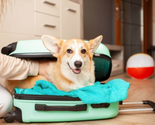 Airbnb Service Animal Policy